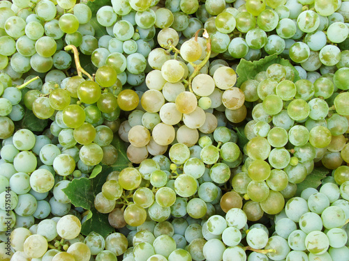 grapes background