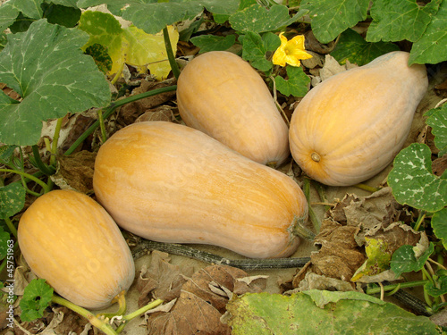 butternut squashes on vine
