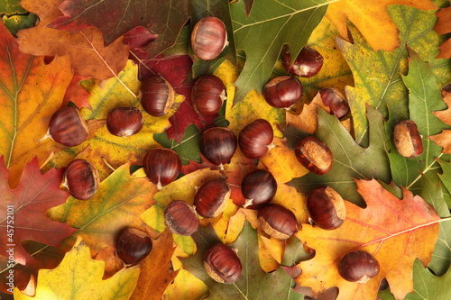 Chestnuts on leaf background