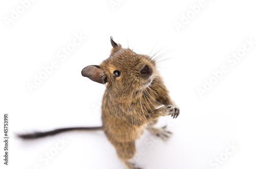 Cute Degu on white