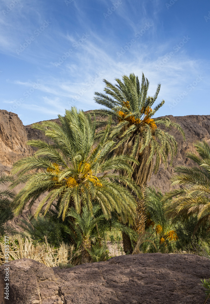 palm in the oasis of Fint in Morocco