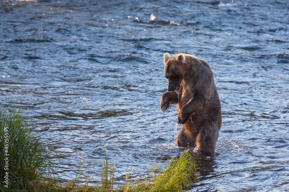 Bear on Alaska Bear on Alaska
