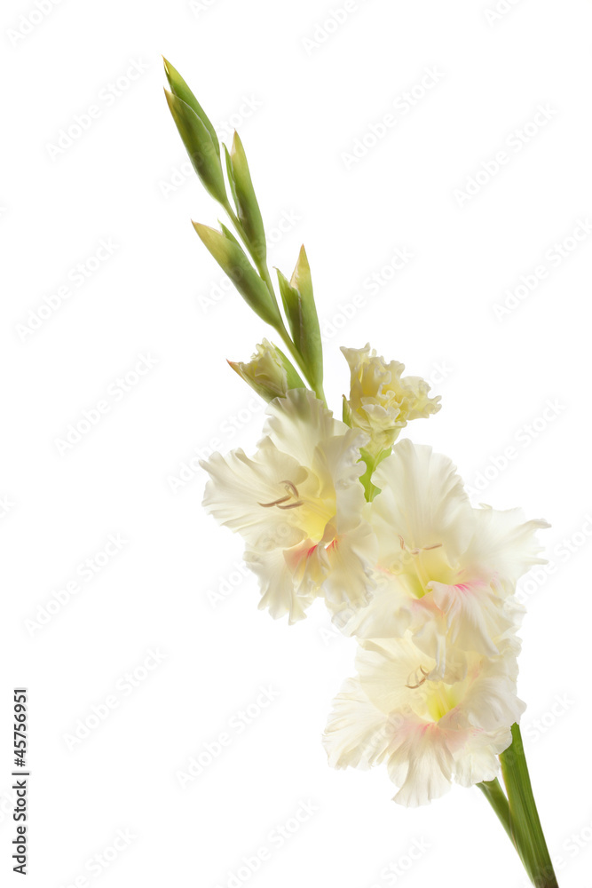 center are white with a pink gladiolus on white background
