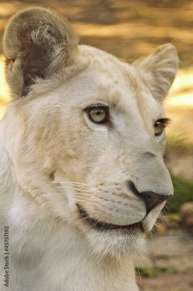 Portrait of a young white lioness Portrait of a young white lioness