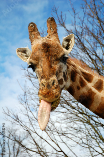 A giraffe sticking its tongue out.