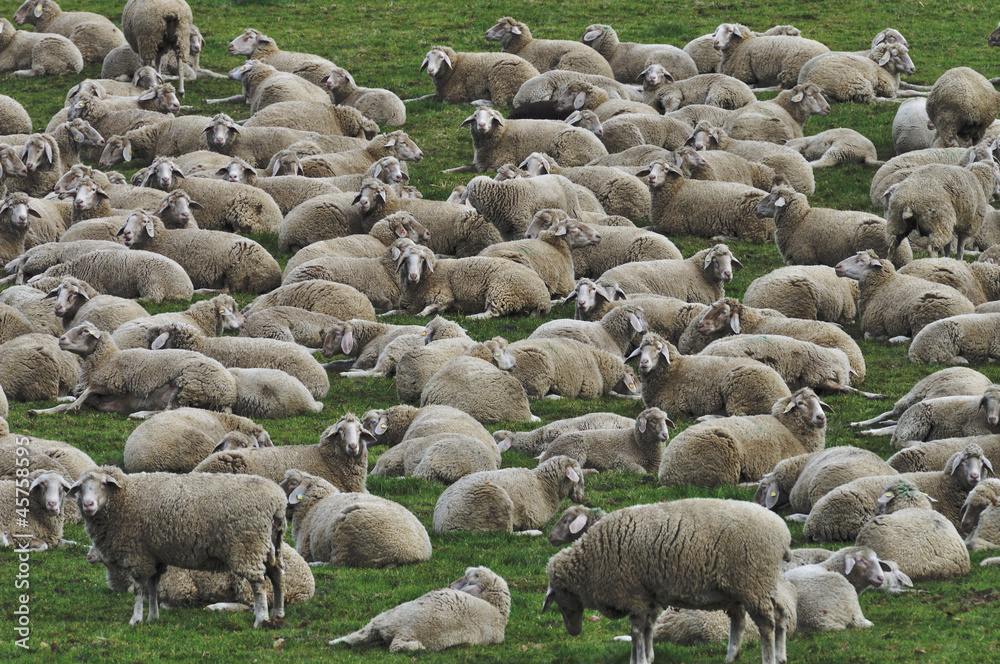 Rastende Schafherde