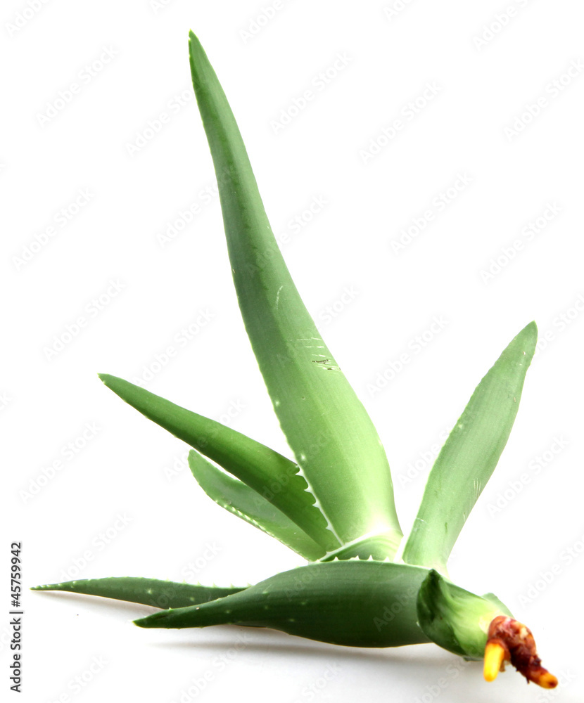 Obraz premium aloe vera