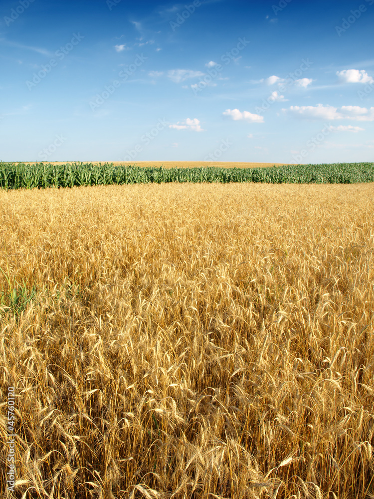Wheat field against a blue sky Wheat field against a blue sky