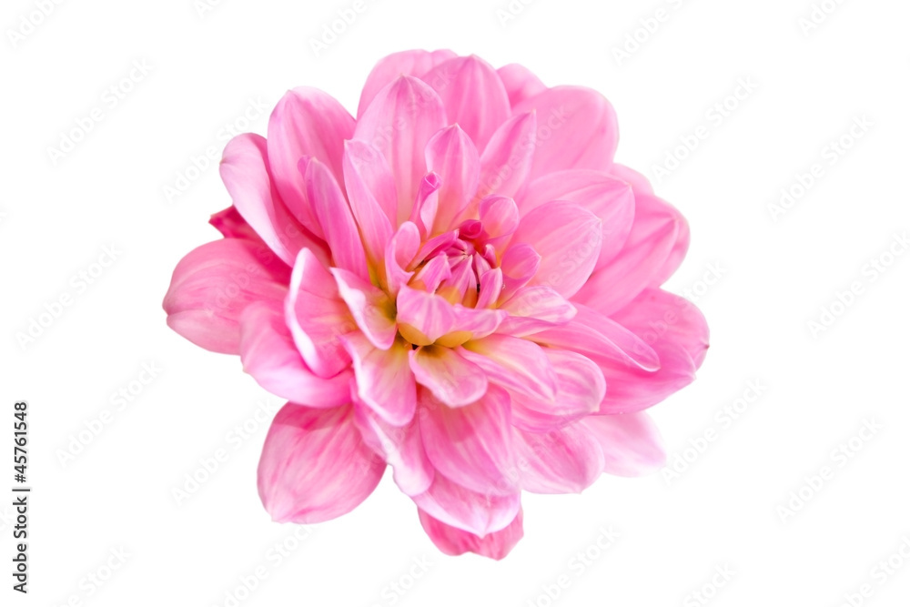 pink dahlia flowers image pink dahlia flowers image