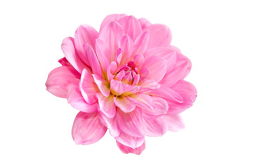 Keuken achterwand Dahlia Roze dahliabloemen in bloei  © Alla Bondaruk