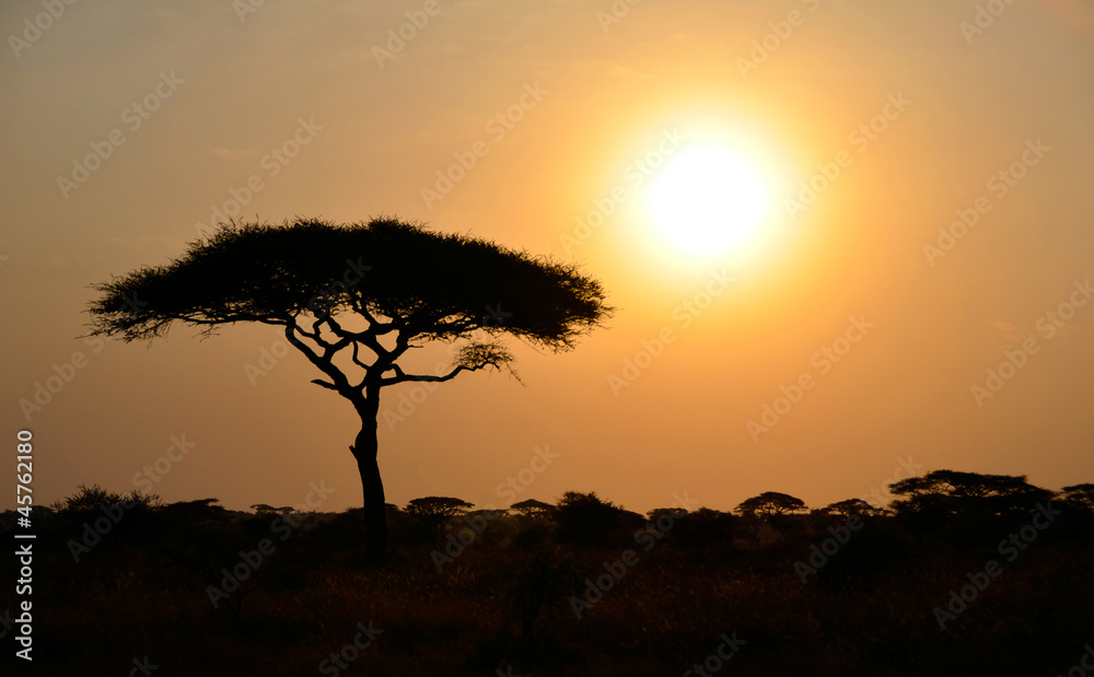 Rising Sun shinning with single Acacia tree in Africa