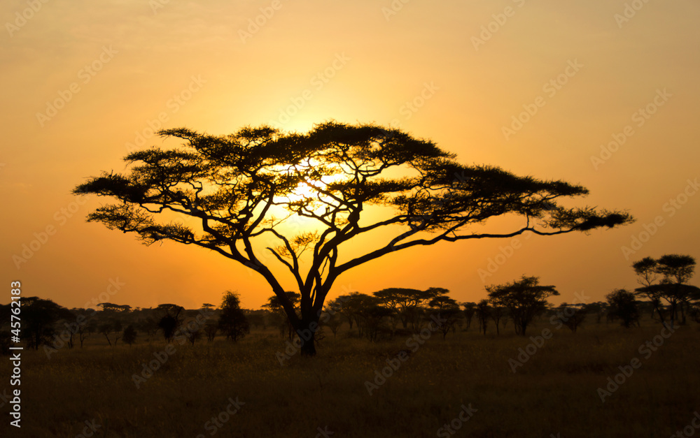 Naklejka premium Wschodzące Słońce świecą przez Drzewo Akacji w Serengeti