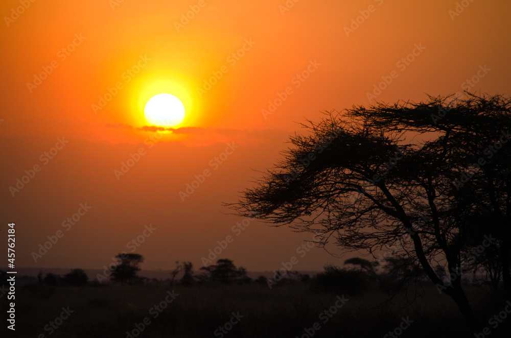 Sunset over African Savannah with tree in foreground