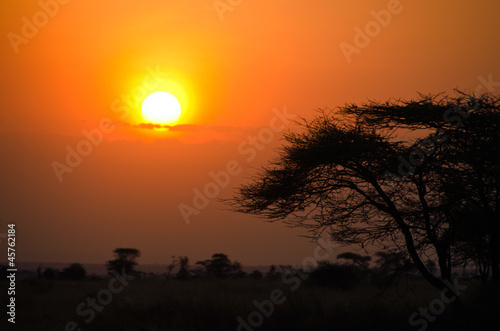 Sunset over African Savannah with tree in foreground