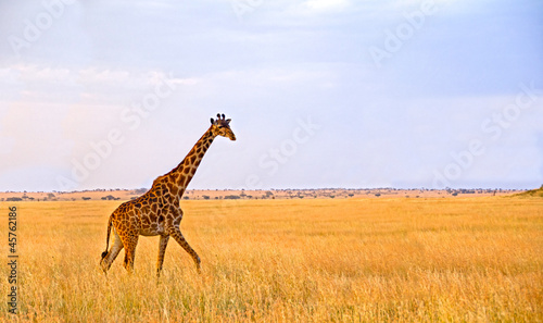 Single Giraffe walking in the Serengeti National Park
