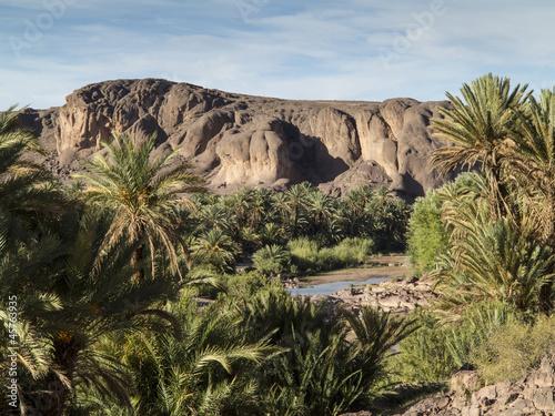 vegetation and water in the oasis of Fint in Morocco
