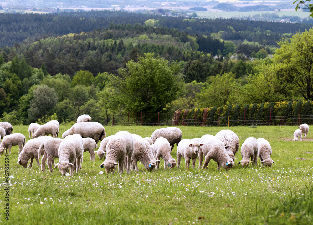 Sheep on pasture Sheep on pasture