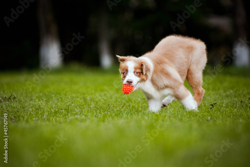 Australian Shepherd puppy running © ksuksa