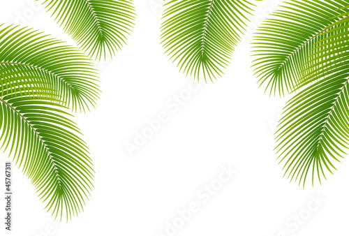 Leaves of palm tree on white background.