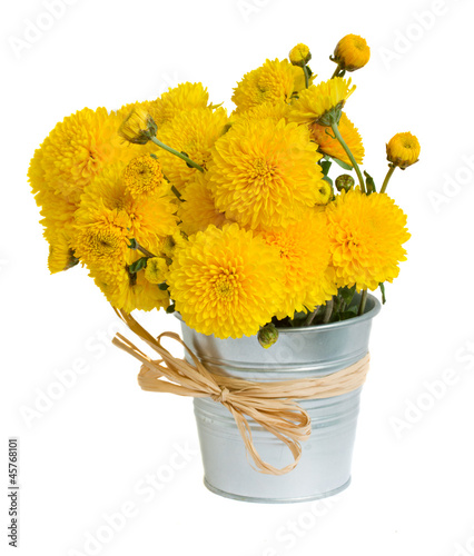 bouquet of mums in pot photo