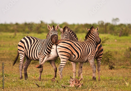 Three zebras fighting