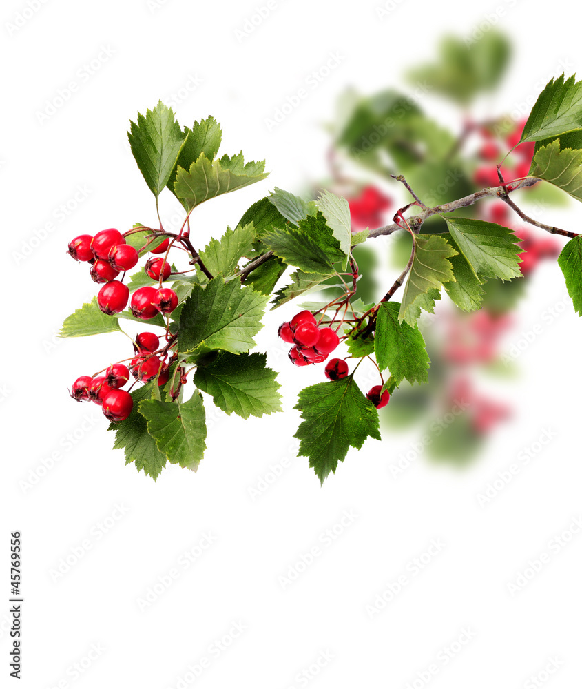 Green hawthorn branch red berries Green hawthorn branch red berries