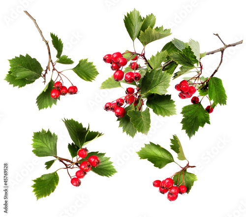 Green hawthorn branches red berries photo