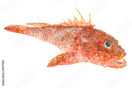 Red Scorpionfish prepared seafood isolated on white background