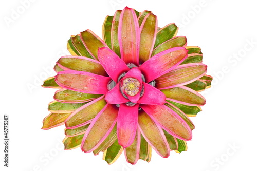 Bromeliad isolated on white background.