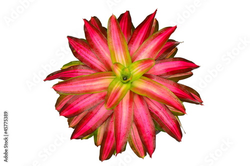 Bromeliad isolated on white background.