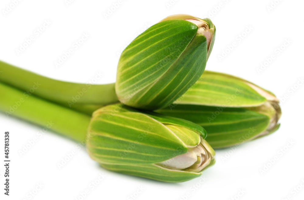 Fototapeta premium Edible water lilies over white background