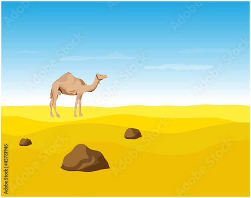 Camel in the Desert  vector illustration.