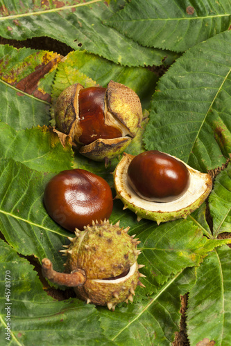 Some Chestnuts on green chestnut leaves background