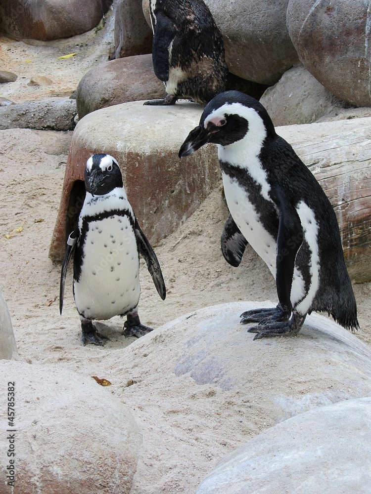 Naklejka premium pingouin