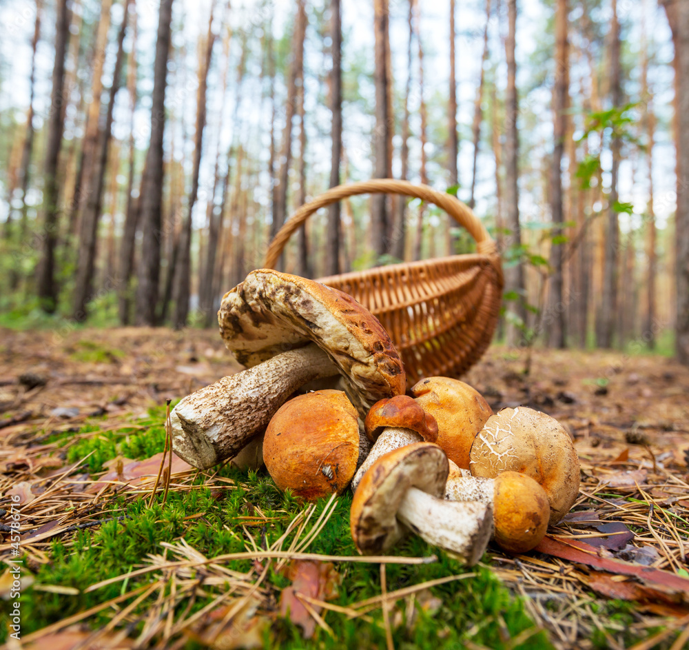 Mushroom Mushroom