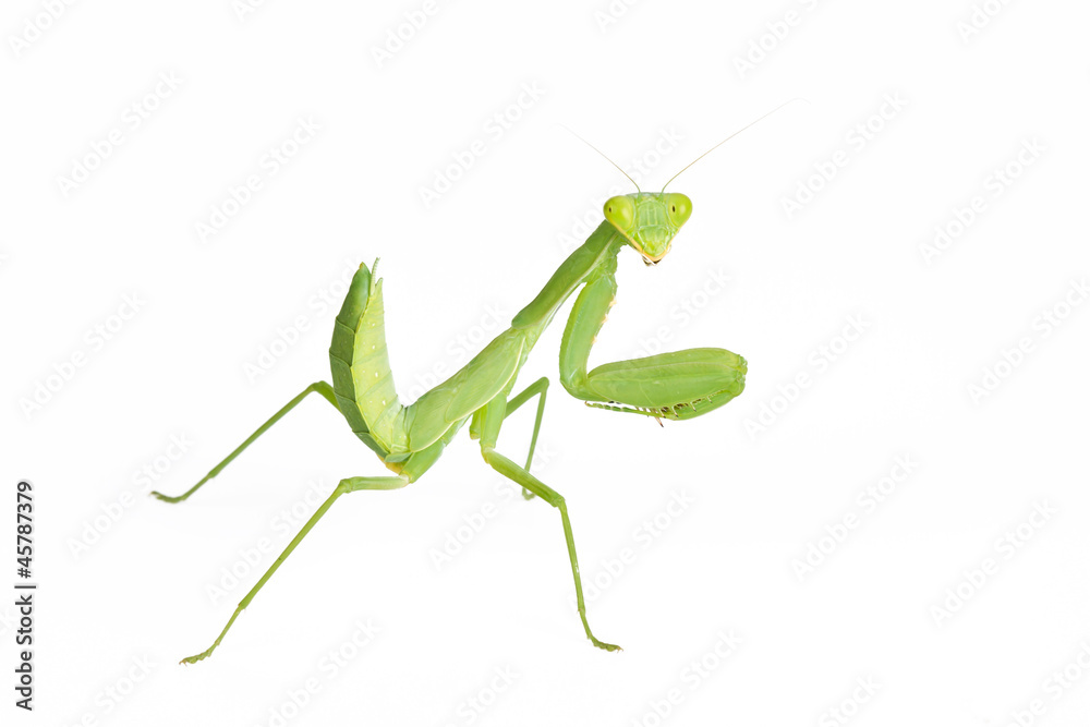 Praying mantis isolated on white background Praying mantis isolated on white background