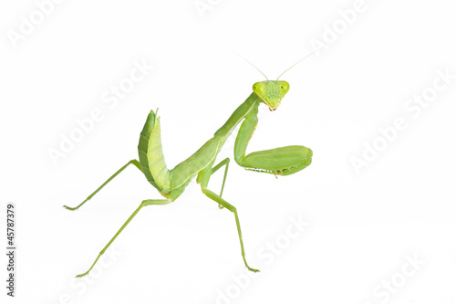 Praying mantis isolated on white background