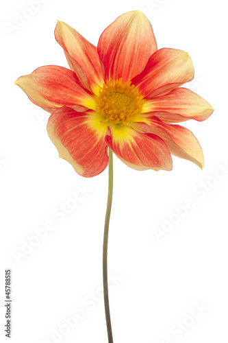 Fototapeta Naklejka Na Ścianę i Meble -  dahlia