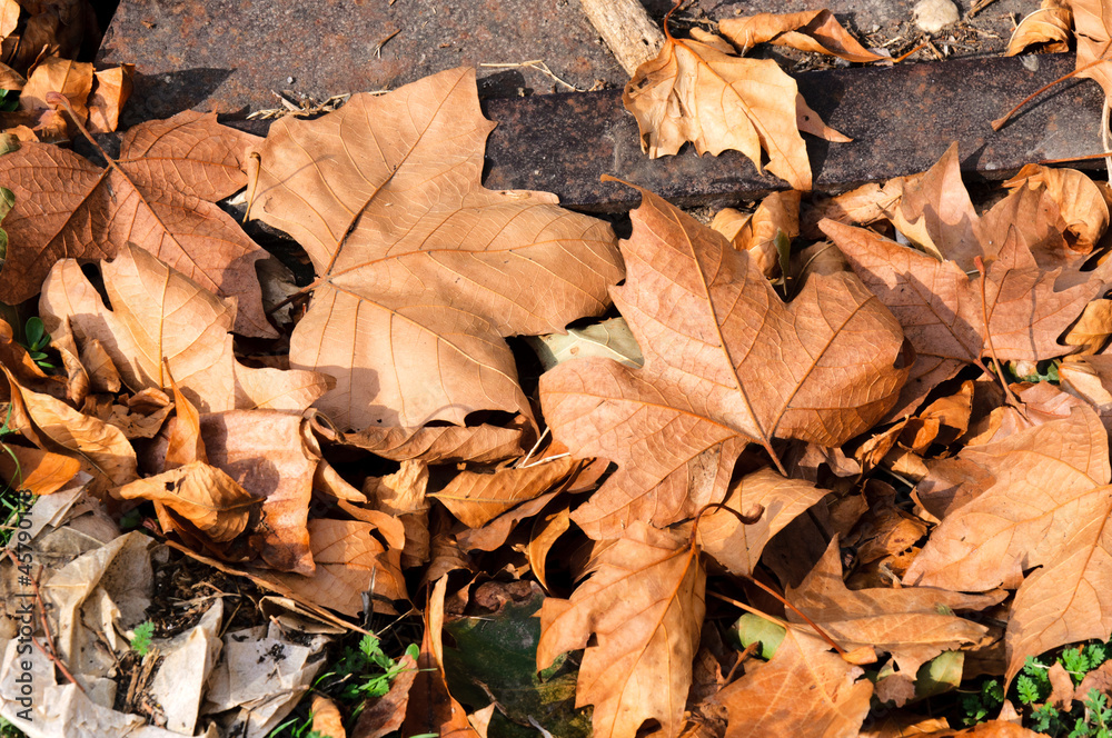 Dead leafs Dead leafs
