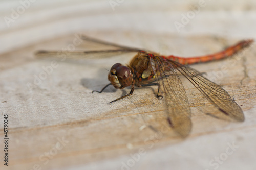 Resting Dragonfly © bernilynn