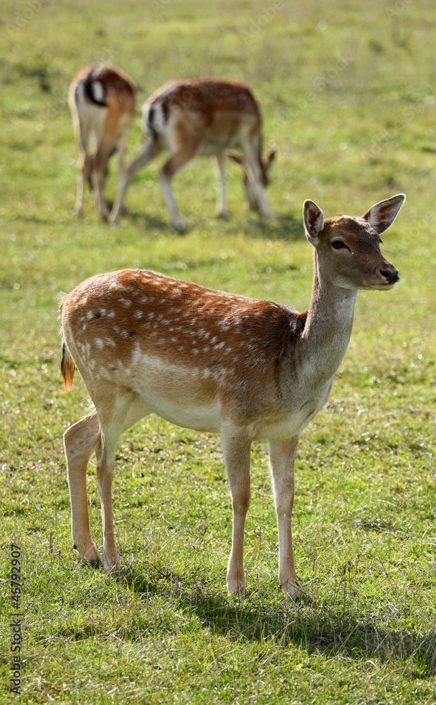 fallow-deer fallow-deer