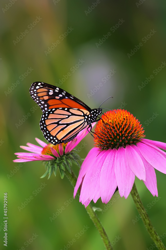 Obraz premium Monarch na Coneflower