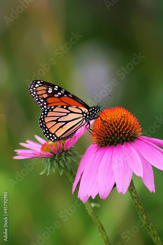 Monarch on Coneflower