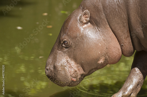 Pygmy hippopotamus photo