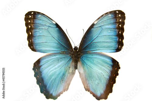 close up macro shot of a blue butterfly isolated