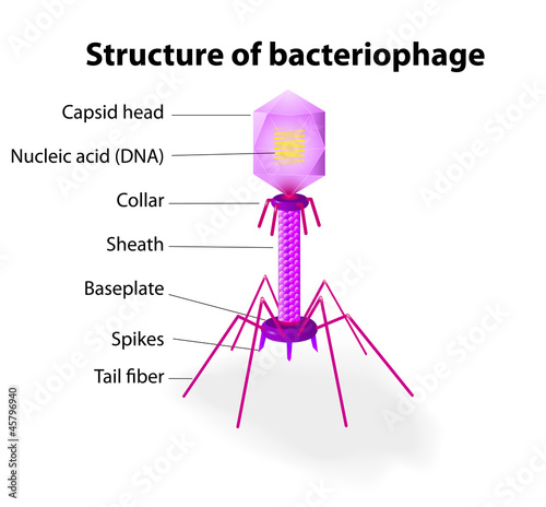 Structure of virus Bacteriophage