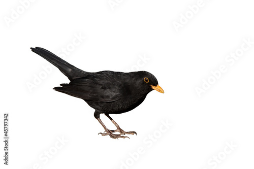 Amsel freigestellt vor weissem Hintergrund - turdus merula