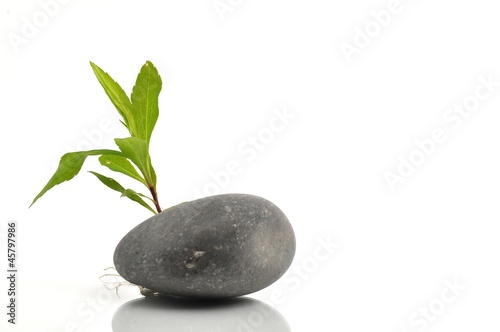 Pflanze hinter einem Stein