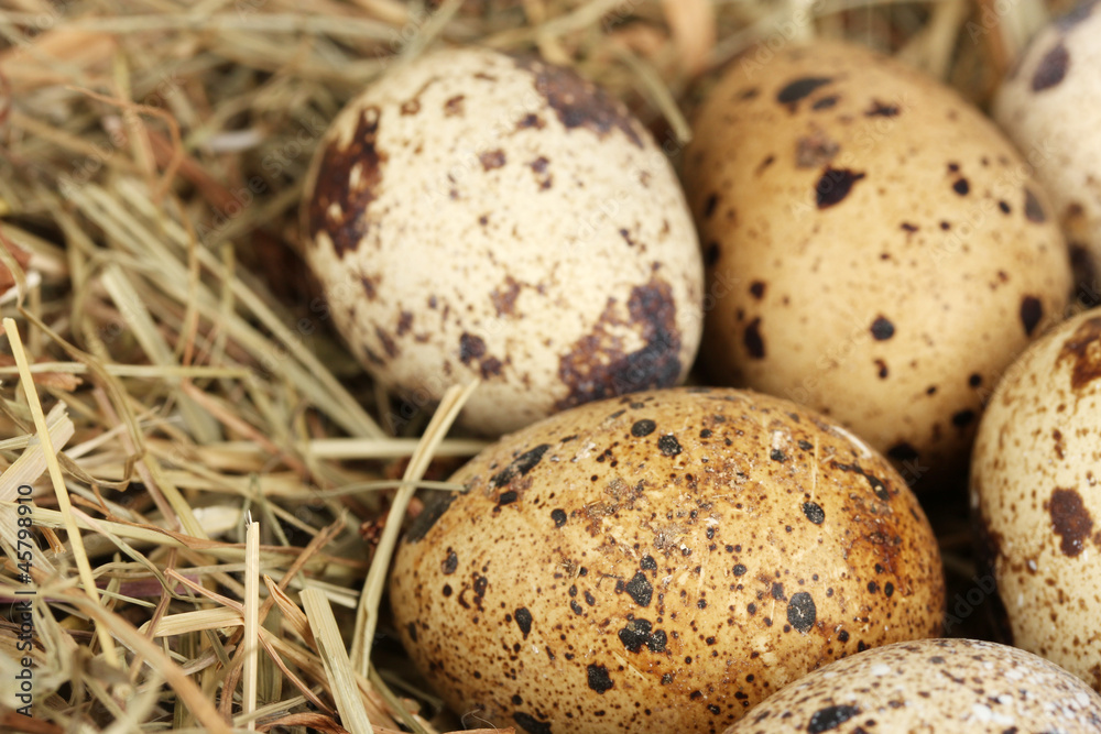 quail eggs in a nest of hay close-up quail eggs in a nest of hay close-up