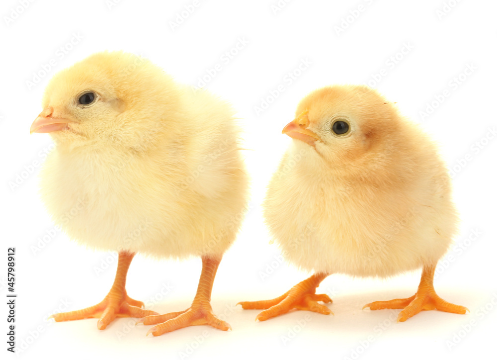 two yellow little chickens isolated on the white two yellow little chickens isolated on the white